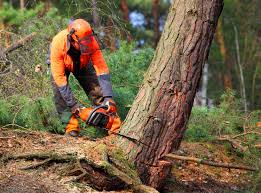Trusted Linton Hall, VA Tree Services Experts