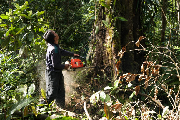 Best Commercial Tree Services  in Linton Hall, VA