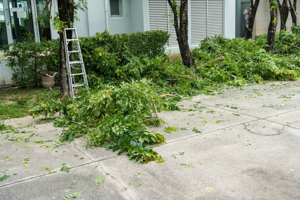Best Stump Grinding and Removal  in Linton Hall, VA