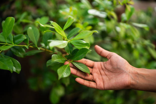 Best Tree and Shrub Care  in Linton Hall, VA