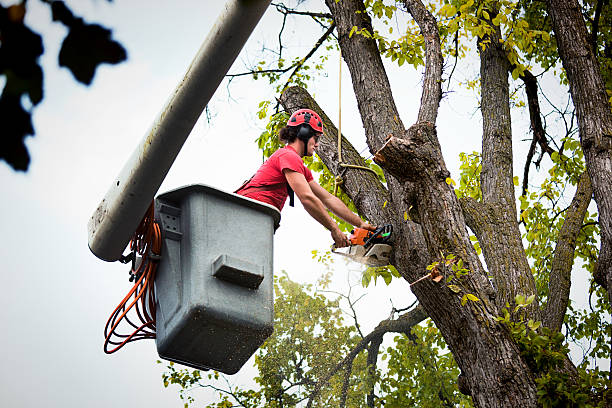 Best Storm Damage Tree Cleanup  in Linton Hall, VA