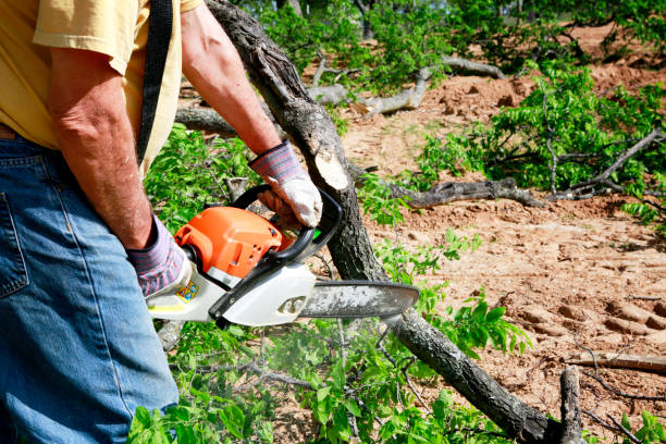 Best Tree Preservation Services  in Linton Hall, VA